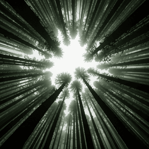 Lush forest canopy
